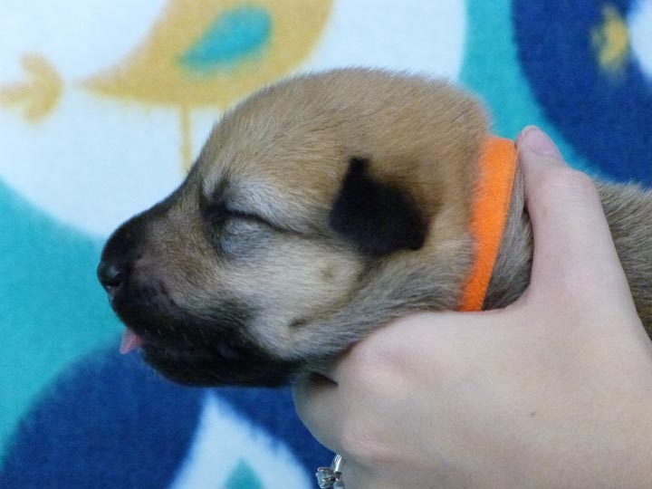 chinook puppy